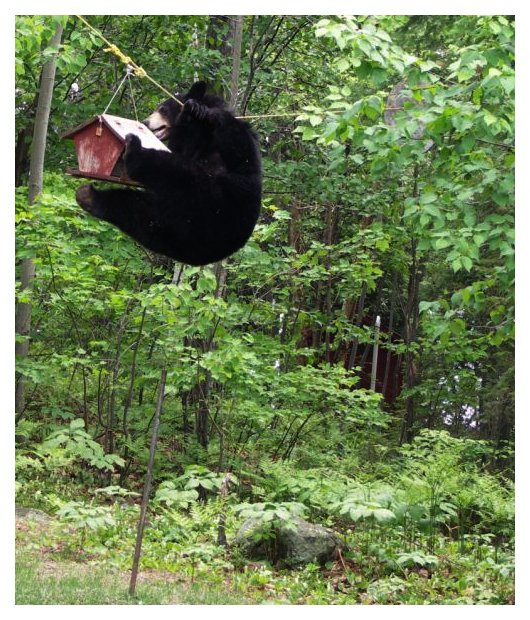 Bear4