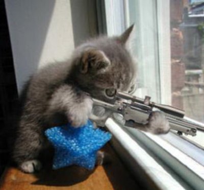 kitty_with_a_gun