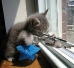 kitty_with_a_gun.jpg